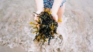 Por qué hay algas en el mar
