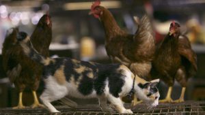 La gripe aviar en gatos