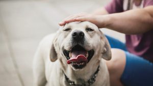 Perro se reencuentra con su dueño. Ley de bienestar animal