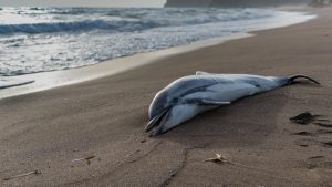 Sueños relacionados con delfines fuera del agua 