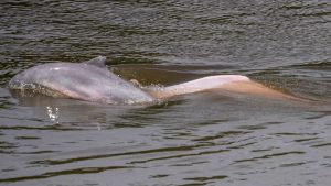 Delfín en un río 