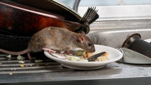 Una rata en un hogar