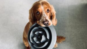Los alimentos vetados en la dieta de tu mascota