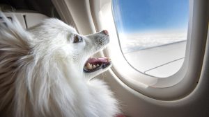 Dog on an airplane