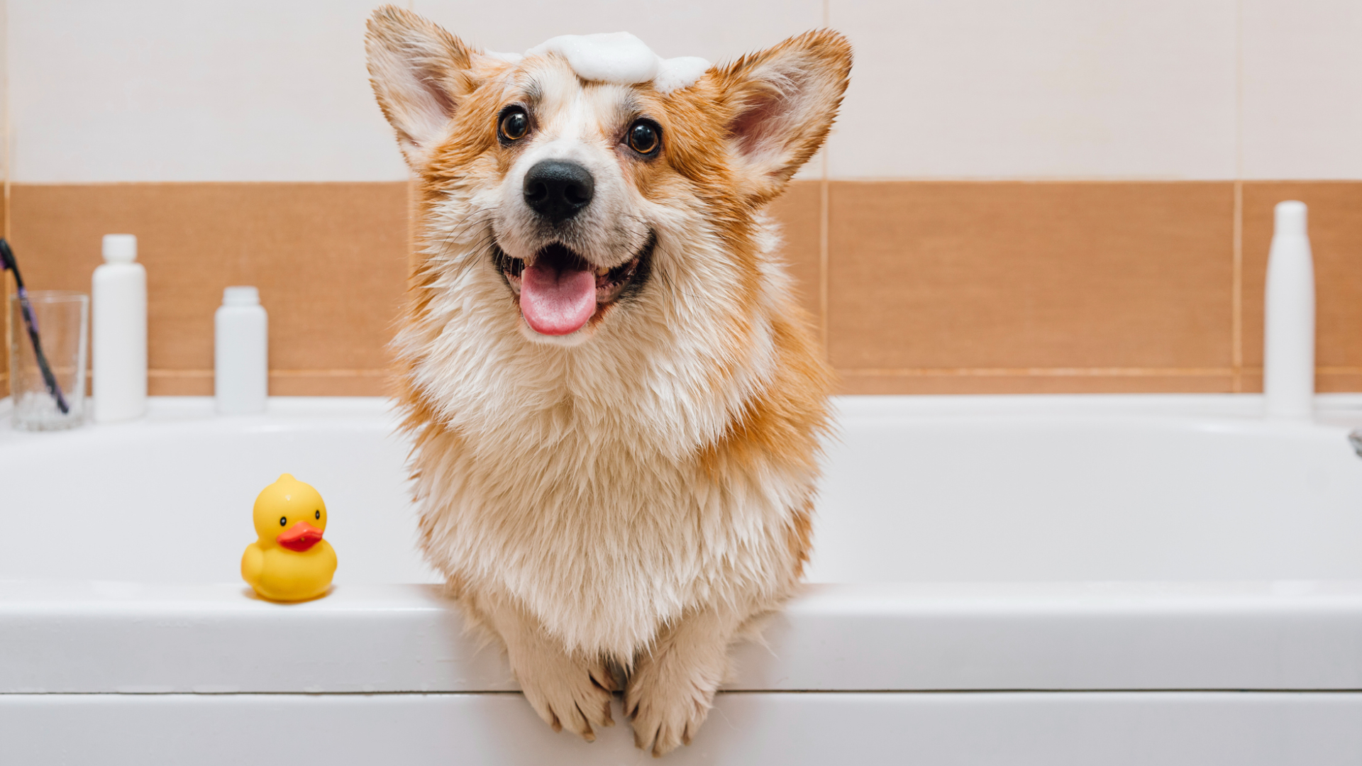 ¿Cuántas veces hay que bañar al perro?