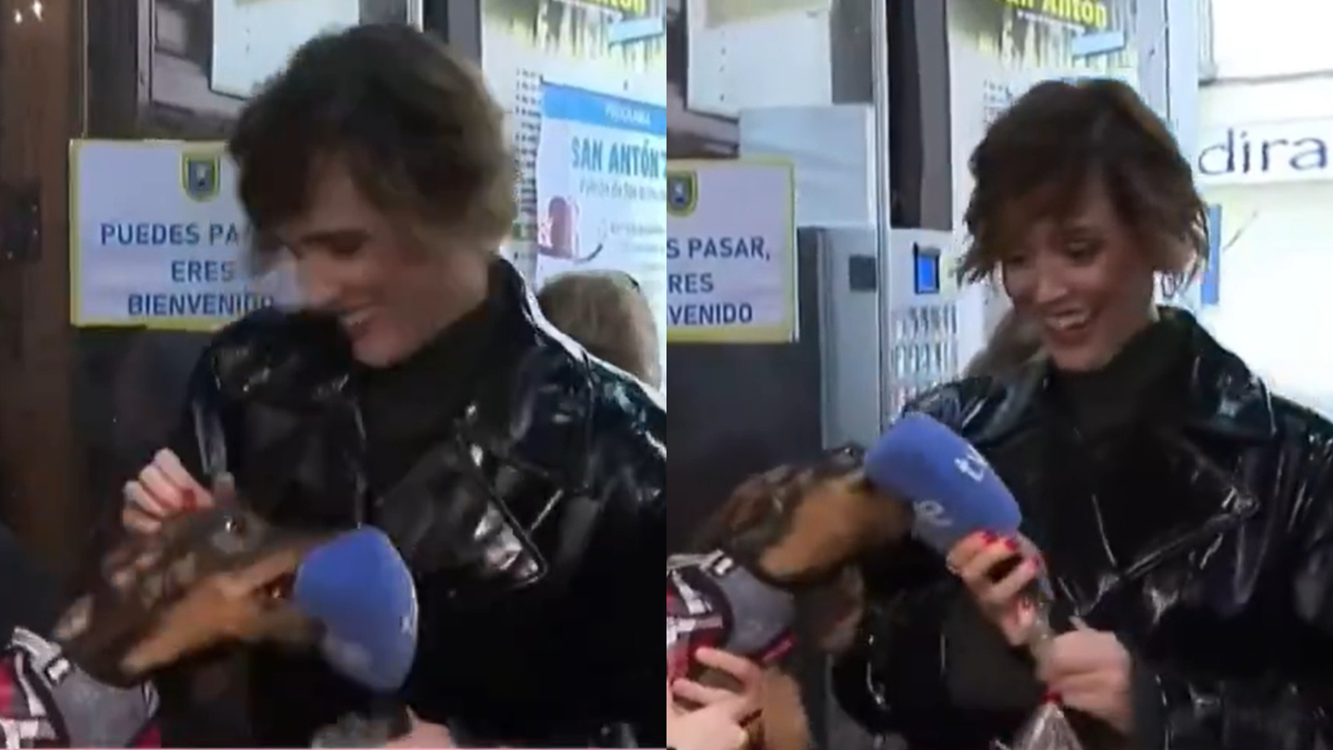 Perro salchicha la lía en directo