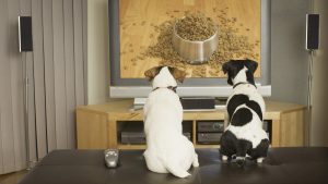 Dogs watching dog dish with food on TV