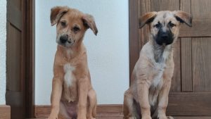 Las palabras que tus perros sí entienden