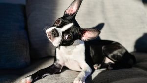 Boston Terrier // Getty