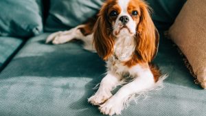 Cavalier King Charles Spaniel // Getty