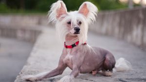 Chinese Crested Dog // Getty
