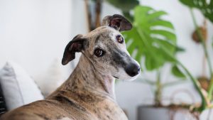 Día mundial del galgo (Getty - Lourdes Balduque)