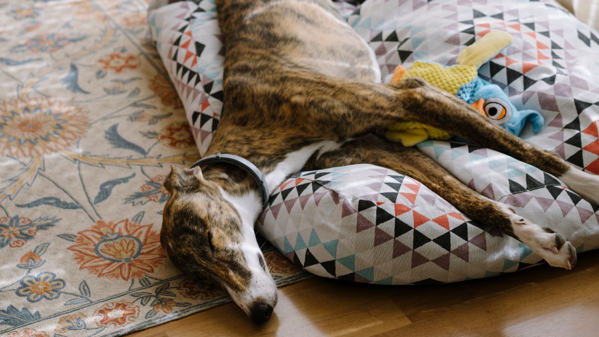 Galgo (Getty - Isabel Alcalá)