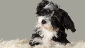 Habanero (Bichón Habanero) // Getty