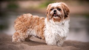Lhasa Apso // Getty