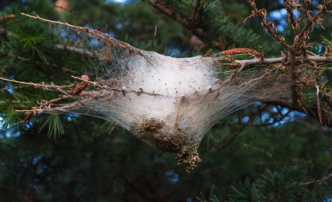 Orugas de la procesionaria