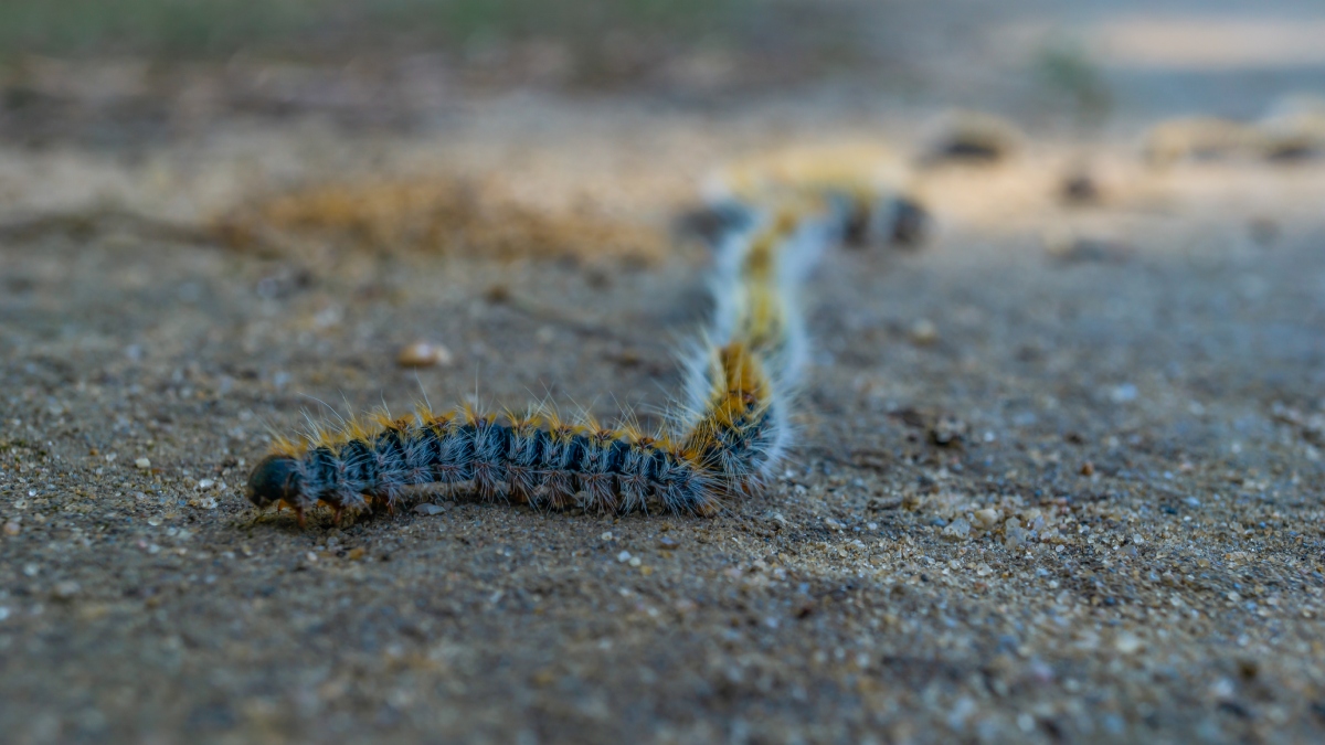 Orugas de la procesionaria