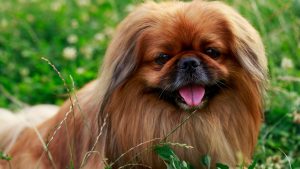 Pekinés // Getty