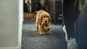 Puppy Exploring the Office
