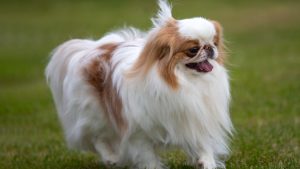 Spaniel Japonés // Getty