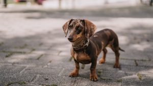 Teckel Miniatura // Getty