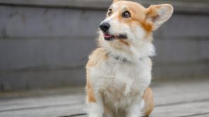 Welsh Corgi Pembroke // Getty