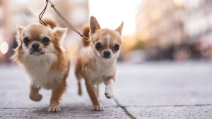 Los perros más tranquilos y pequeños