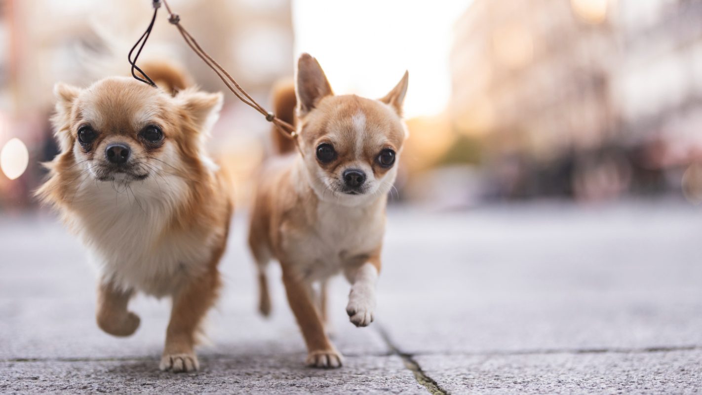 Los perros más tranquilos y pequeños
