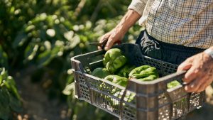Senior hold a basket with fresh organic vegetables