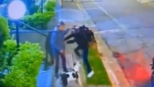 Robo reacción perro