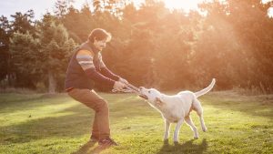 Man playing tug of war with dog in park