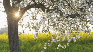Blooming apple tree in rapeseed field, Franconia, Bavaria, Germany