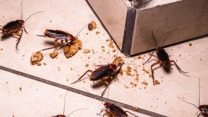 infestation of cockroaches indoors, photo at night, insects on the floor eating leftover food