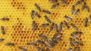 Full frame of worker bees onhoneycomb