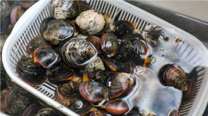 Detectan salmonela en unas almejas