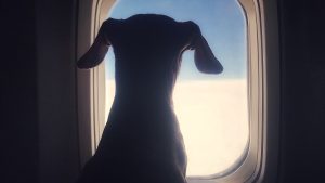 Dog looking through an airplane window