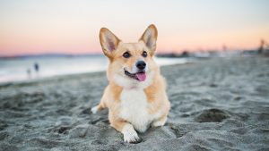 Dog Relaxing on Beach at Sunset