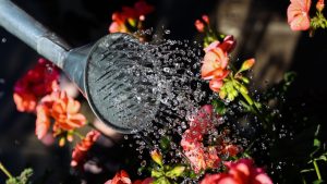 Plantas siendo regadas