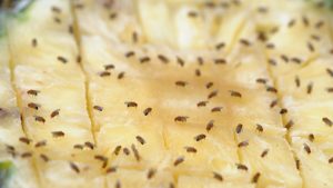 Butterflies and fruit flies feeding on pineapple