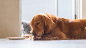 Perro lamiéndose una pata