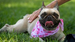 No debes mojar a tu perro este verano