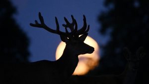 Luna del Ciervo 2025