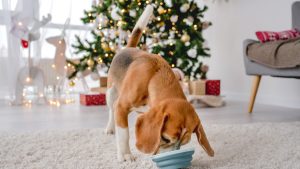 Perro comiendo en Navidad