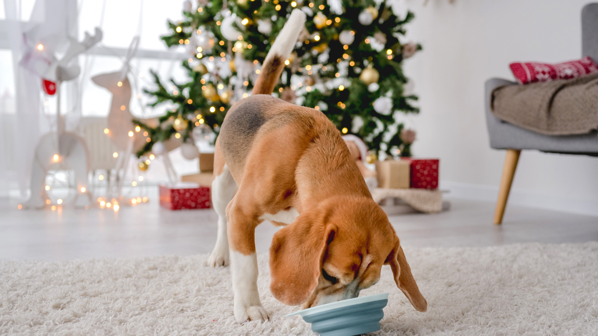 Perro comiendo en Navidad