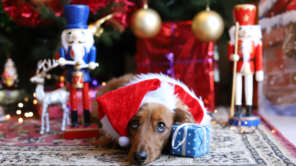 Regalo de Navidad para mascotas