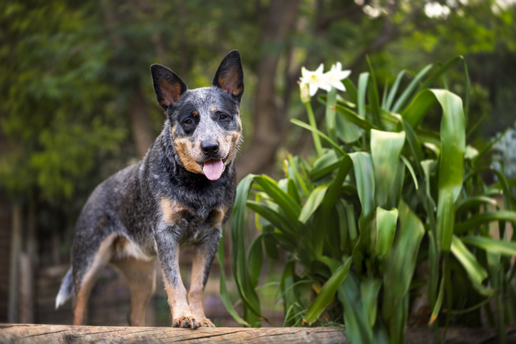 Australian Cattle Dog