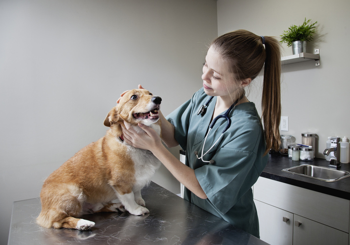 Veterinario