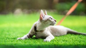Gato sobre césped artificial