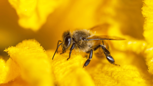 avispas y abejas (1)