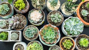 Miniplantas